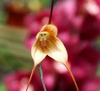 Braun monkey orchid blume samen for anpflanzung - hardy variety, heirloom & gmo free samen for home garten
 
 sale for anpflanzung in home garten
