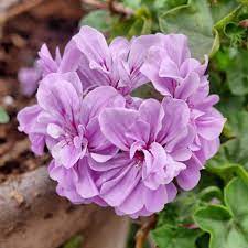 Rot rainbow potted rose blume samen for anpflanzung nongmo heirloom easy to grow garten blooms 
 
 sale for anpflanzung in home garten