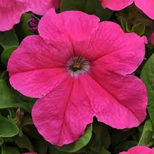 Cerise rosa petunia blume samen for anpflanzung - seasonal bloomer, heirloom & gmo free samen for home garten
 
 sale samen for home garten