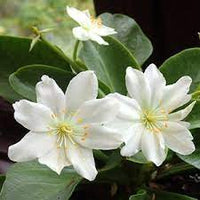Weiß nevada lewisia blume samen for anpflanzung - easy to grow, heirloom & gmo free samen for home garten
 
 sale for anpflanzung in home garten.