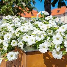 Weiß petunia wave blume samen for anpflanzung - bright blooms, heirloom & gmo free samen for home garten
sale samen for home garten