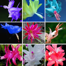 Mixed zygocactus truncatus blume samen for anpflanzung - cut blume favorite, heirloom & gmo free samen for home garten
 
 sale samen for home garten