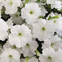 Weiß petunia blume samen for anpflanzung - garten favorite, heirloom & gmo free samen for home garten
 
 sale samen for anpflanzung in home garten