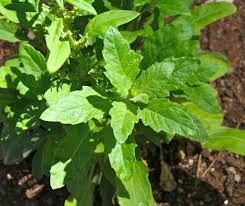 Epazote dysphania ambrosioides samen – heirloom non-gmo herb for easy home garten anpflanzung
 
 sale samen for home garten