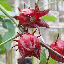 Australian rosella hibiscus blume samen for anpflanzung - colorful display, heirloom & gmo free samen for home garten
 
 sale for anpflanzung in home garten