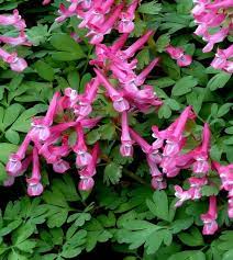 Rosa corydalis blume samen for anpflanzung - sun loving, heirloom & gmo free samen for home garten
sale for anpflanzung in home garten