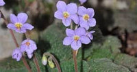 Ramonda myconi blume samen for anpflanzung - low maintenance, heirloom & gmo free samen for home garten
 
 sale for anpflanzung in home garten.
