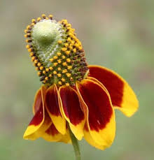 Ratibida columnifera blume samen for anpflanzung garten favorite heirloom & gmo free samen for home garten 
 
 sale for anpflanzung in home garten