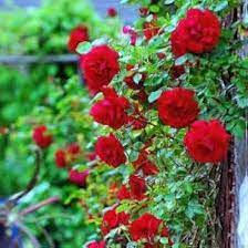 Rot climber blume samen for anpflanzung - easy to grow, heirloom & gmo free samen for home garten
sale samen for anpflanzung in home garten