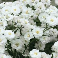 Weiß ptarmica blume samen for anpflanzung - vibrant colors, heirloom & gmo free samen for home garten
 
 sale for anpflanzung in home garten.