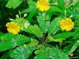 Biophytum blume samen for anpflanzung - garten favorite, heirloom & gmo free samen for home garten
 
 sale samen for home garten