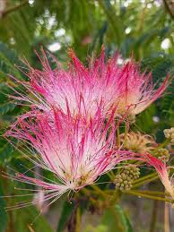 Rosa Weiß Mimosa Blumensamen zur Aussaat – pflegeleicht – Traditionssorte & ohne Gentechnik Samen Hausgarten