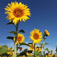 Gemischt Helianthus Blumensamen zur Aussaat – leuchtend – Traditionssorte & ohne Gentechnik Samen Hausgarten