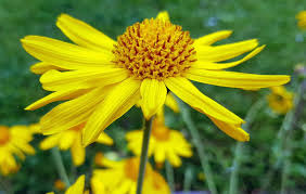Arnica Montana Blumensamen zur Aussaat – Wildblume Mischung – Traditionssorte & ohne Gentechnik Samen Hausgarten