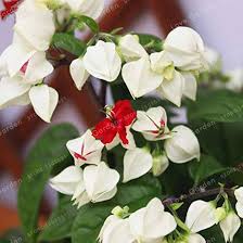 Weiß Rot Clerodendrum Blumensamen zur Aussaat – sonnenliebend – Traditionssorte & ohne Gentechnik Samen Hausgarten