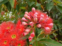 Corymbia ficifolia rosa semi da fiore per la semina – apprezzata come fiore reciso – varietà tradizionale e semi non OGM per il giardino domestico