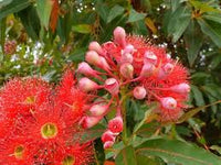 Rosa Corymbia Ficifolia Blumensamen zur Aussaat – Schnitt Blume beliebt – Traditionssorte & ohne Gentechnik Samen Hausgarten