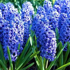 Blau Hyacinthus Blumensamen zur Aussaat – Wildblume Mischung – Traditionssorte & ohne Gentechnik Samen Hausgarten