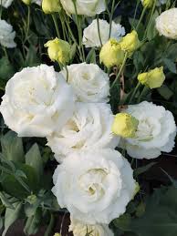 Lisianthus Blumensamen zur Aussaat – Weiß blühend Einjährige für wunderschöne Gärten