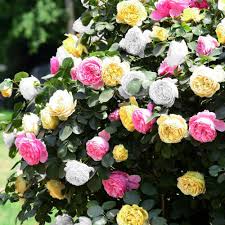 Tricolour Rose Standard Blumensamen zur Aussaat – farbenfroh Schau – Traditionssorte & ohne Gentechnik Samen Hausgarten