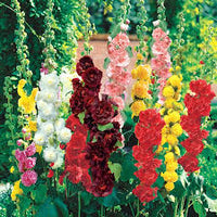 Gemischt Stockrose Blumensamen zur Aussaat – Drought verträglich – Traditionssorte & ohne Gentechnik Samen Hausgarten