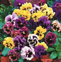 Multi-Colored Stiefmütterchen Blumensamen zur Aussaat – robust Sorte – Traditionssorte & ohne Gentechnik Samen Hausgarten
