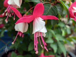 Weiß Rosa Fuchsie Hybrida Blumensamen zur Aussaat – Traditionssorte ohne Gentechnik Keimung biologisch Garten Samen EasyCare Blüten