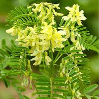 hell Grün Astragalus Blumensamen zur Aussaat – farbenfroh Schau – Traditionssorte & ohne Gentechnik Samen Hausgarten