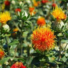 Safflower Blumensamen zur Aussaat farbenfroh Schau Traditionssorte & ohne Gentechnik Samen Hausgarten