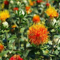 Safflower Blumensamen zur Aussaat farbenfroh Schau Traditionssorte & ohne Gentechnik Samen Hausgarten