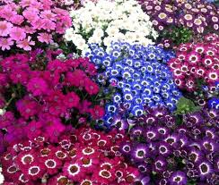 Mixed cineraria blume samen for anpflanzung – heirloom nongmo high germination organic garten samen for colorful bloom displays
 
 sale for anpflanzung in home garten