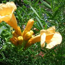 Gelb Campis Radicans Blumensamen zur Aussaat – pflegeleicht – Traditionssorte & ohne Gentechnik Samen Hausgarten
