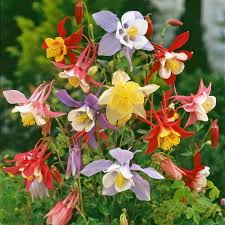 Gemischt Akelei Blumensamen zur Aussaat – ideal Rabatten – Traditionssorte & ohne Gentechnik Samen Hausgarten