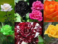 Tricolour Rose Standard Blumensamen zur Aussaat – farbenfroh Schau – Traditionssorte & ohne Gentechnik Samen Hausgarten