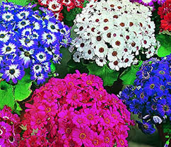 mehrfarbig Florist's Cineraria Blumensamen Anzucht Traditionssorte ohne Gentechnik biologisch Garten Samen zur Aussaat