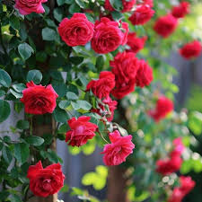 Kastanienrot kletternd Rose Blumensamen zur Aussaat – Wildblume Mischung – Traditionssorte & ohne Gentechnik Samen Hausgarten