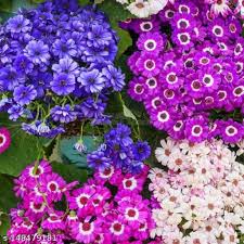 Gemischt Cineraria Blumensamen zur Aussaat – Traditionssorte ohne Gentechnik Keimung biologisch Garten Samen farbenfroh Blüte Schauanlagen