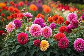 Gemischt mehrfarbige Dahlie Blumensamen zur Aussaat – pflegeleicht – Traditionssorte & ohne Gentechnik Samen Hausgarten