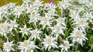 Weiß Edelweiss Boden Blumensamen zur Aussaat – leuchtend Blüten – Traditionssorte & ohne Gentechnik Samen Hausgarten