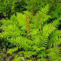 Cinnamon Fern Spores Blumensamen zur Aussaat – saisonal Dauerblüher – Traditionssorte & ohne Gentechnik Samen Hausgarten