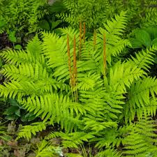 Cinnamon Fern Spores Blumensamen zur Aussaat – saisonal Dauerblüher – Traditionssorte & ohne Gentechnik Samen Hausgarten