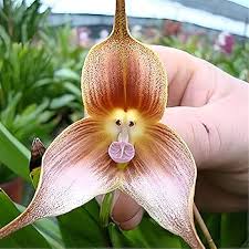 Braun Monkey Orchidee Blumensamen zur Aussaat – robust Sorte – Traditionssorte & ohne Gentechnik Samen Hausgarten