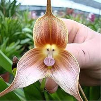 Braun Monkey Orchidee Blumensamen zur Aussaat – robust Sorte – Traditionssorte & ohne Gentechnik Samen Hausgarten