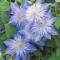 Sky blau clematis blume samen for anpflanzung – heirloom nongmo high germination organic garten samen for droughttolerant vines
 
 sale for anpflanzung in home garten