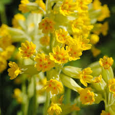 Gelb Schwarz Schlüsselblume Blumensamen zur Aussaat – duftend Blüten – Traditionssorte & ohne Gentechnik Samen Hausgarten