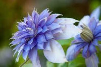Himmelblau Waldrebe Blumensamen zur Aussaat – Traditionssorte ohne Gentechnik Keimung biologisch Garten Samen DroughtTolerant Vines