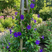Blau kletternd Vine Samen – Mandevilla Sanderi zur Aussaat