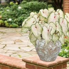 Weiß Caladium Blumensamen zur Aussaat – farbenfroh Schau – Traditionssorte & ohne Gentechnik Samen Hausgarten