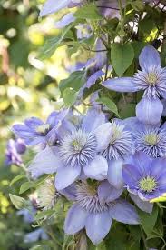 Himmelblau Waldrebe Blumensamen zur Aussaat – Traditionssorte ohne Gentechnik Keimung biologisch Garten Samen DroughtTolerant Vines