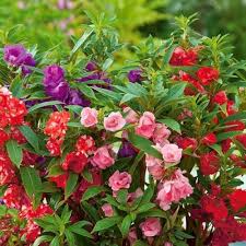 Garten Balsamine Samen Impatiens balsamina